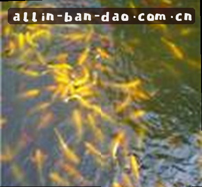 陈磊